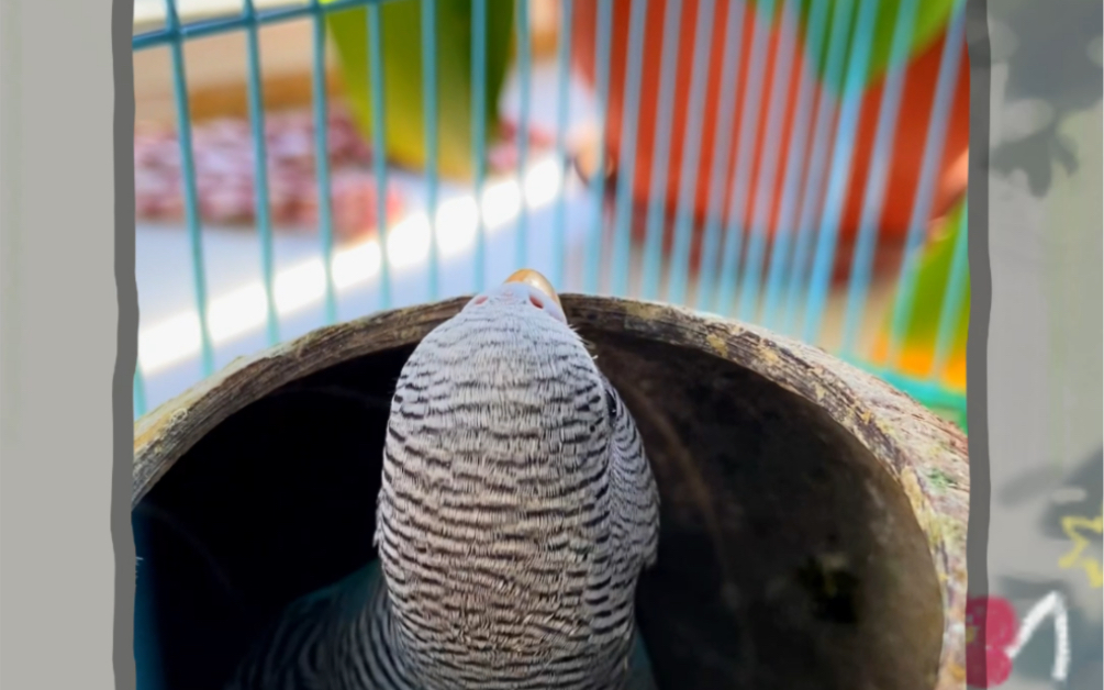 椰壳才露尖尖头