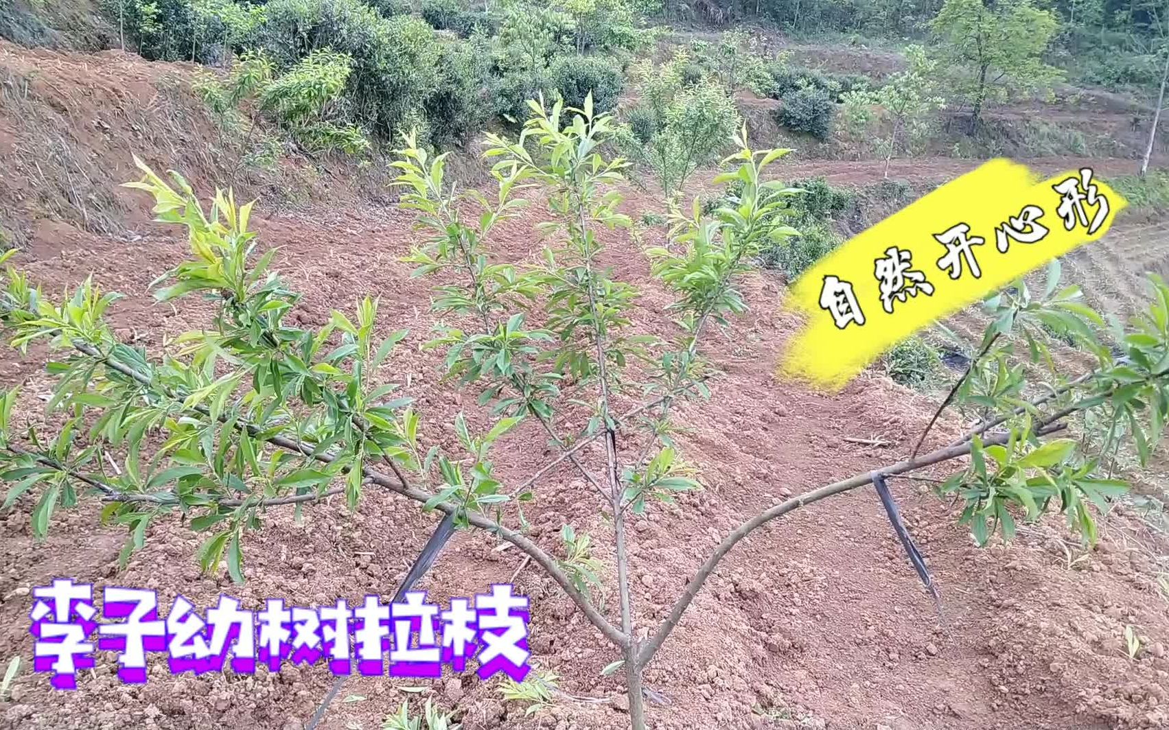 李子树密植树形图解图片