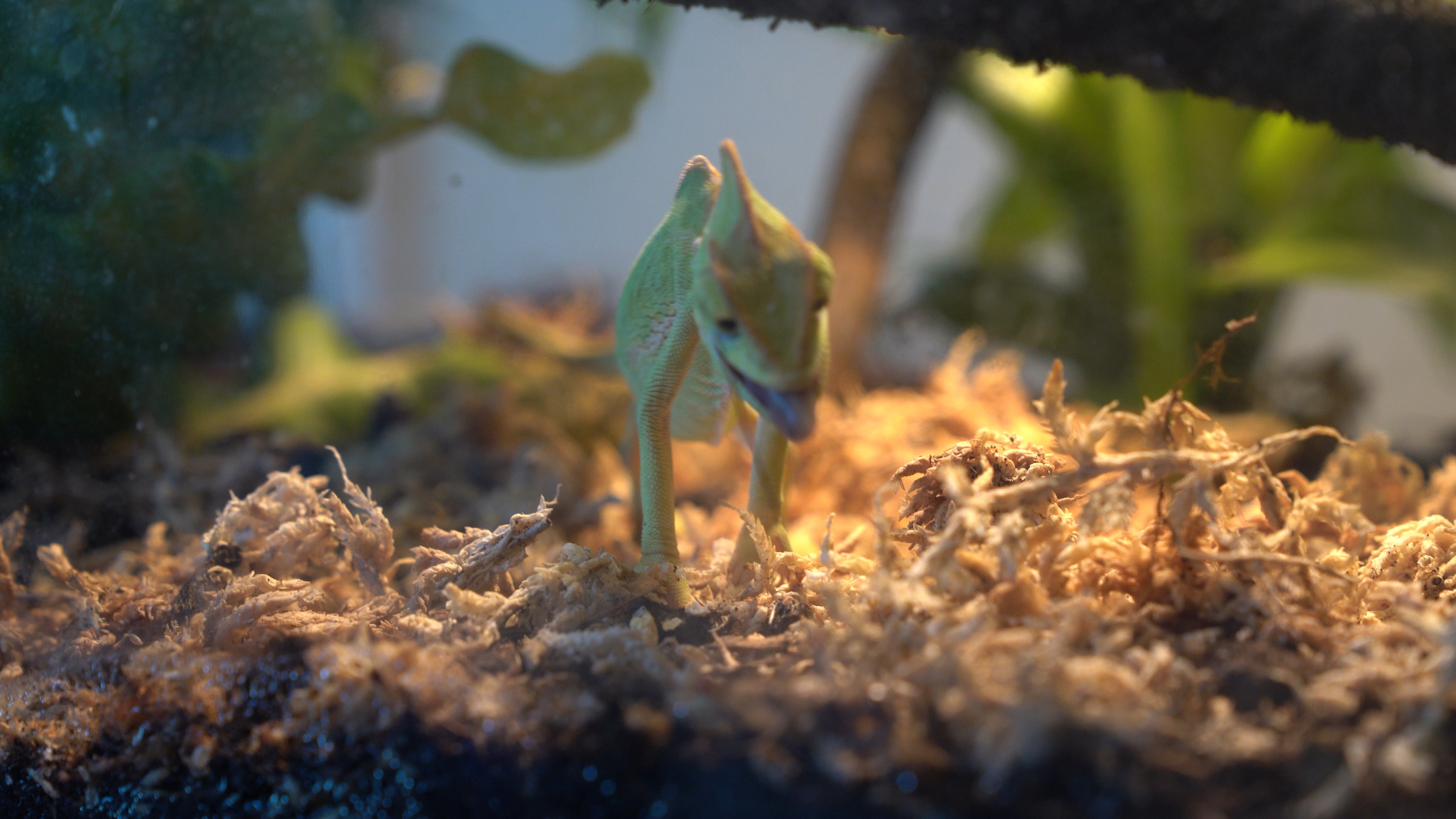 小高冠变色龙捕食