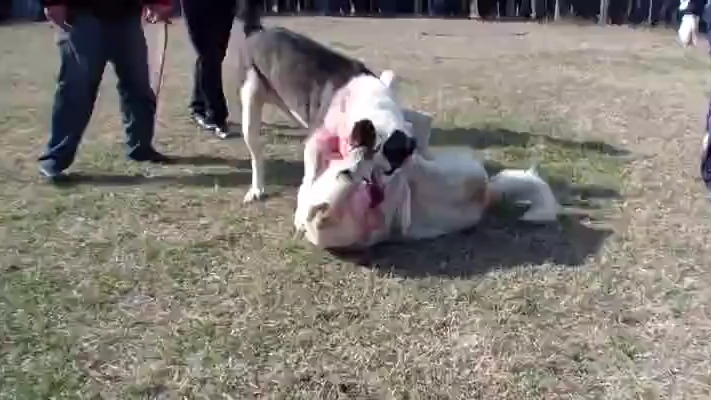 中亚猎狼犬 最喜欢的类型,口重,敏捷,打法多变,进攻欲望强哔哩哔哩bilibili