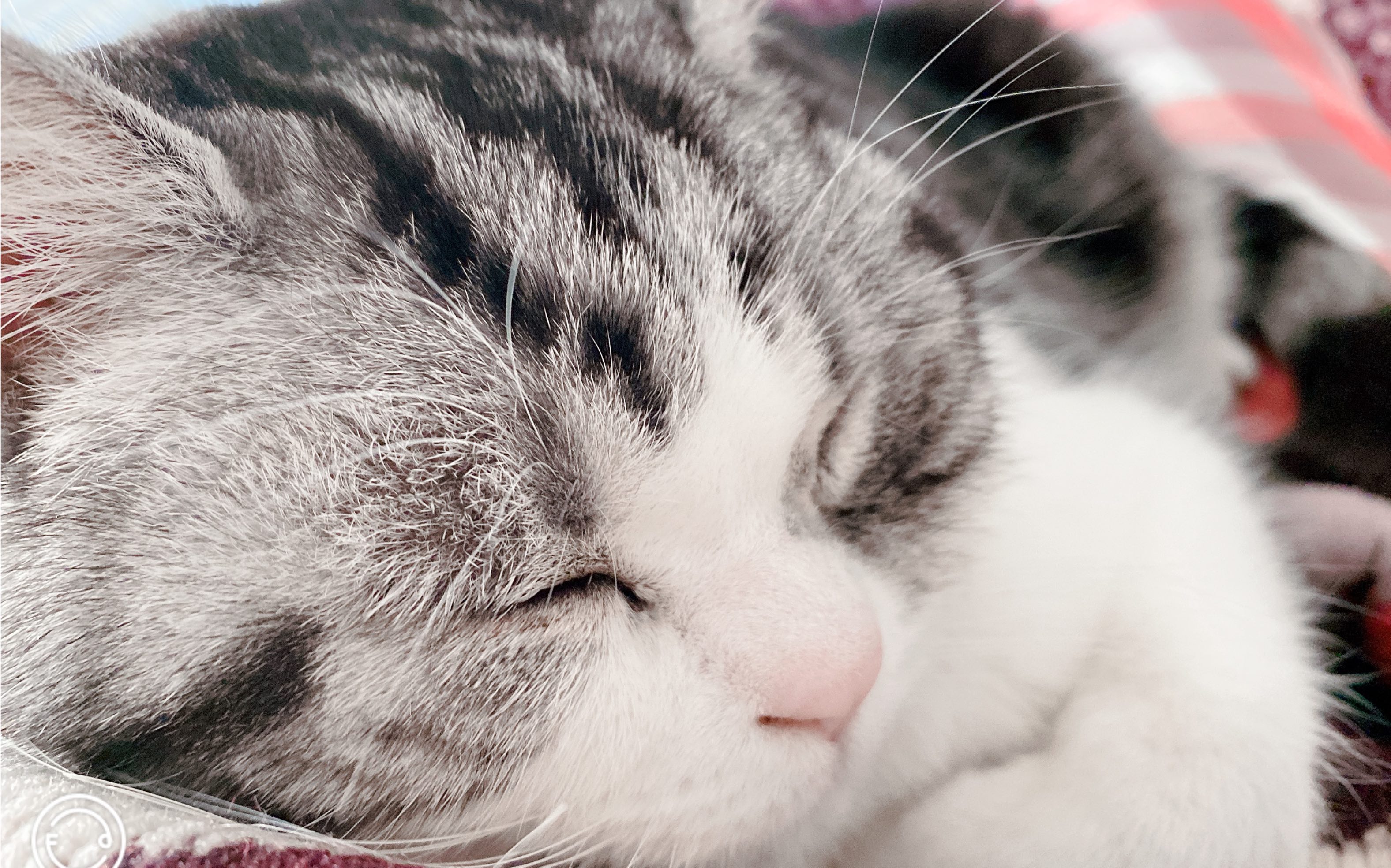 【美短】—铲屎官的早晨