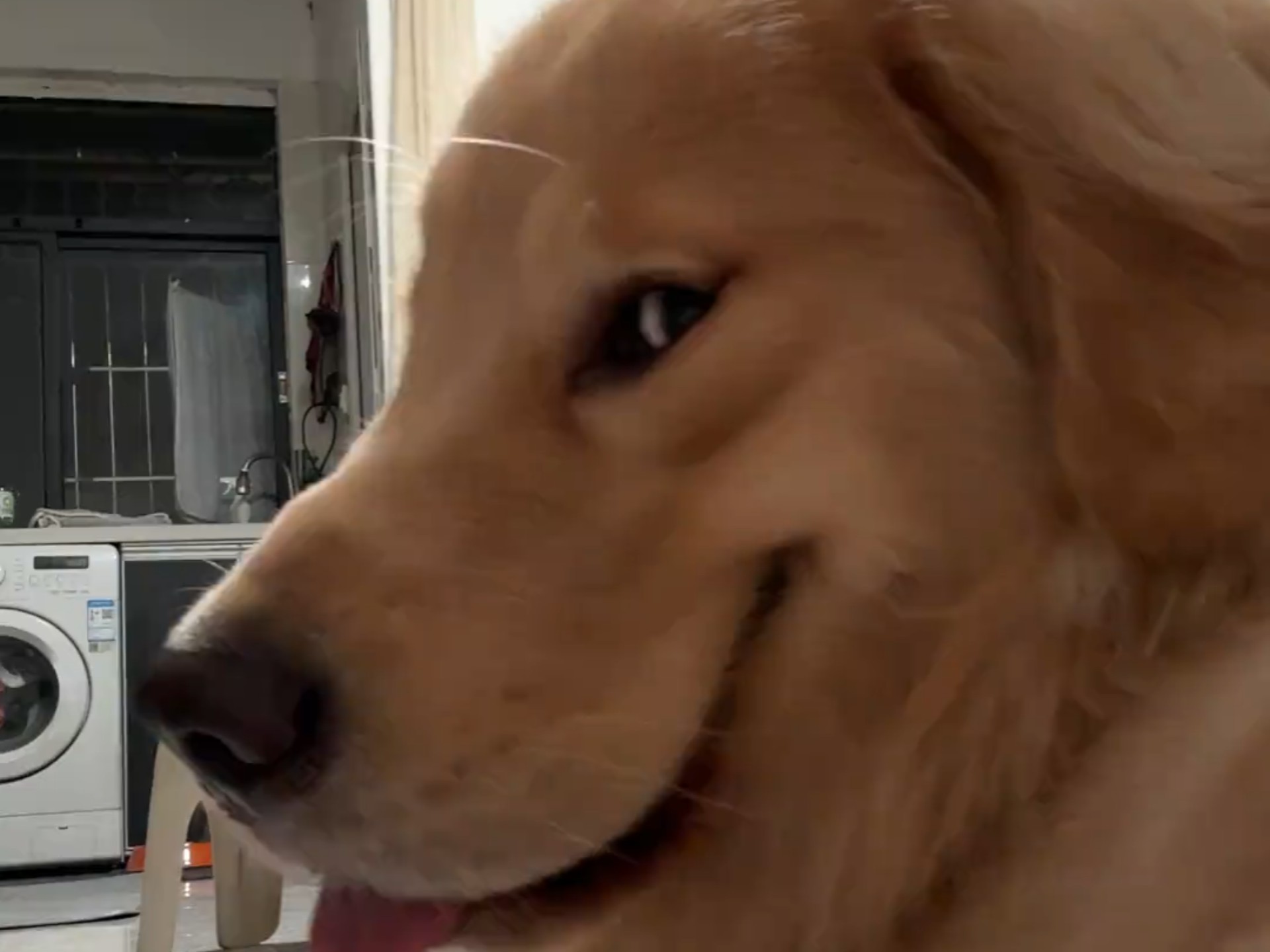 拆家后,满脸都是表情包的大金毛