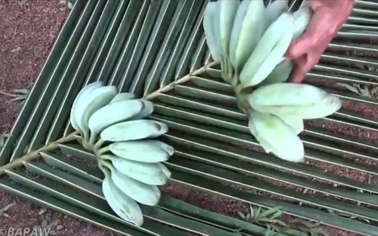 奶奶和女儿准备的灰芭蕉烹饪香蕉肉饼78villagelife上