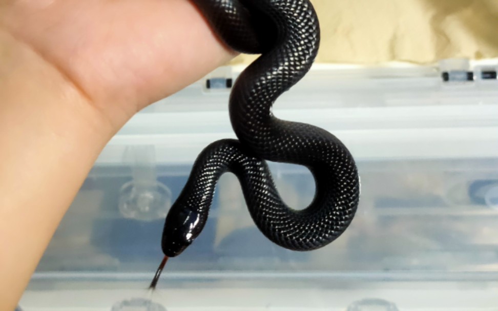 这就是黑王蛇的威慑力吗