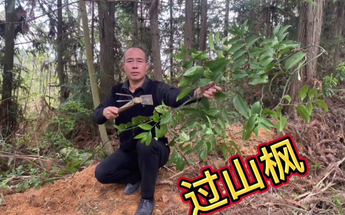 农村不起眼的"过山枫",原来它的用途非常强大,赶紧来认识一下