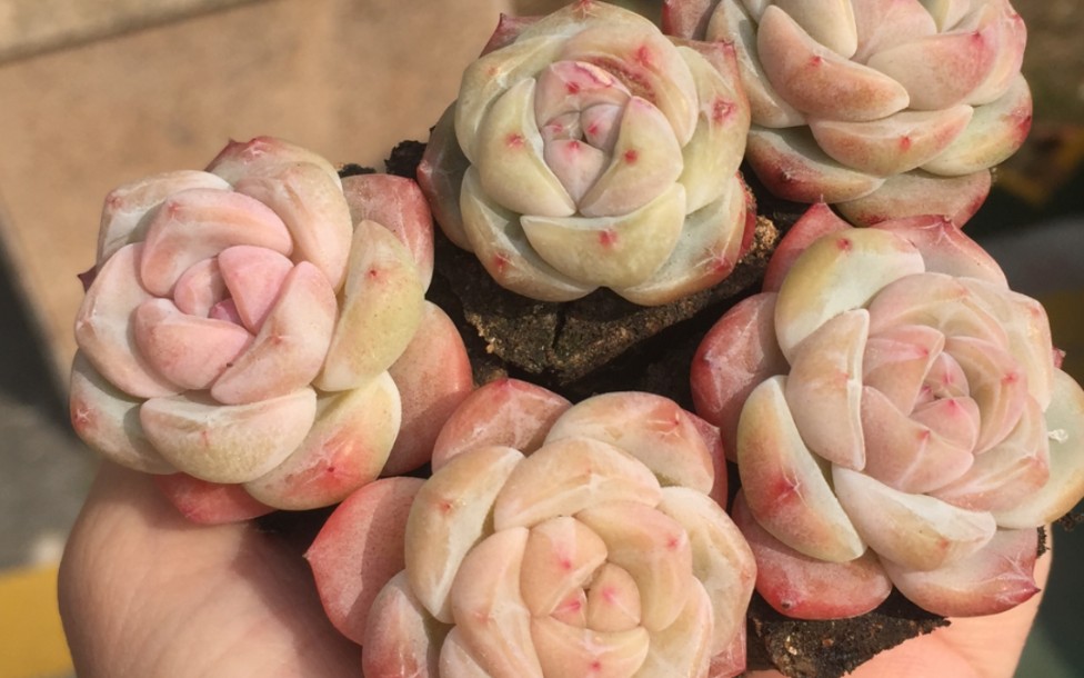 肉肉分享之厚梦多肉冰糕多肉冰石榴多肉芒果布丁多肉