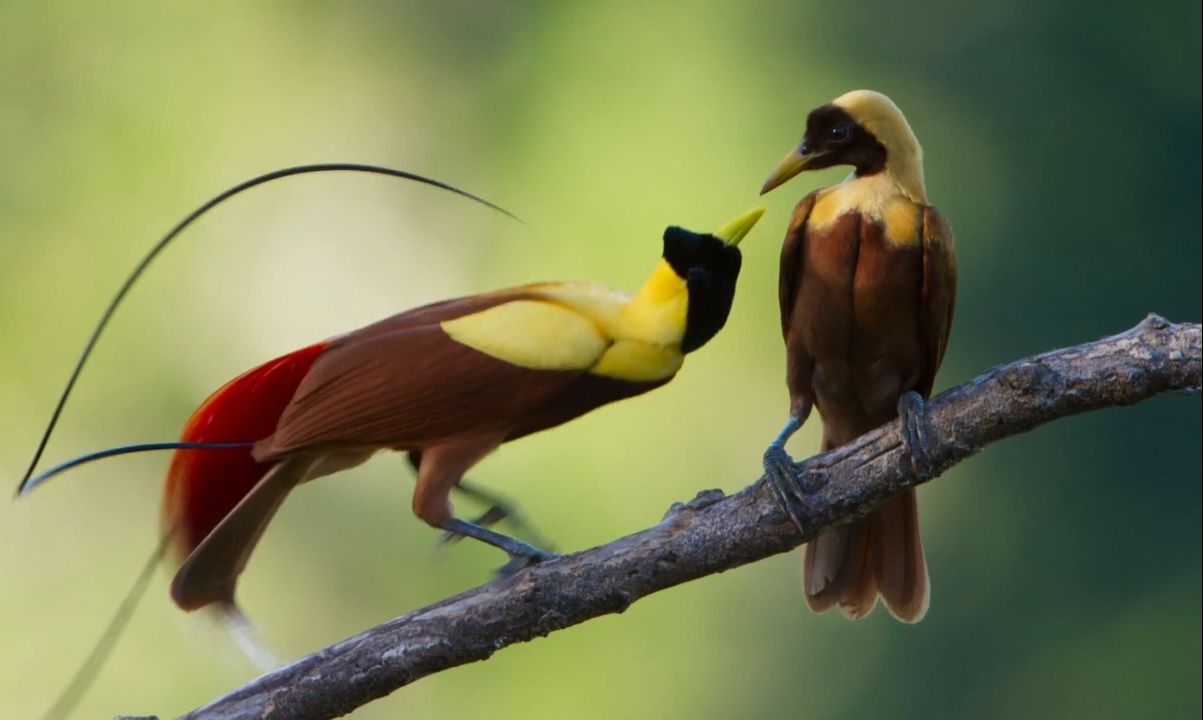 雄性天堂鸟为求得雌性的青睐,比起了科目三1