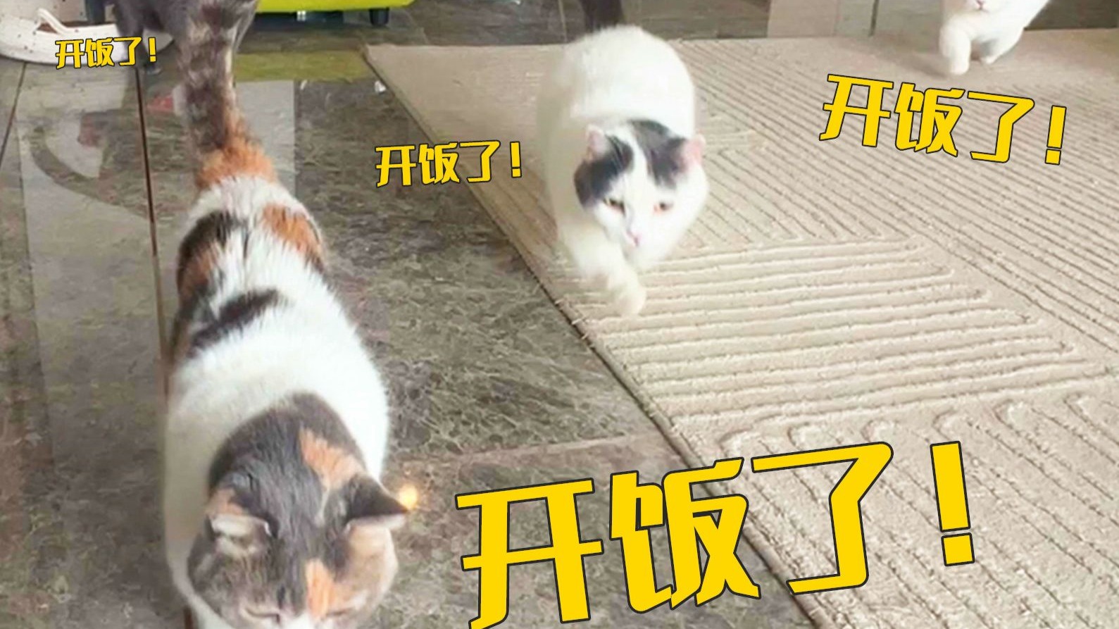 用喂食机连续给猫开50次粮,会发生什么?-萌猫宝哥哥-萌猫宝哥哥-哔哩哔哩视频
