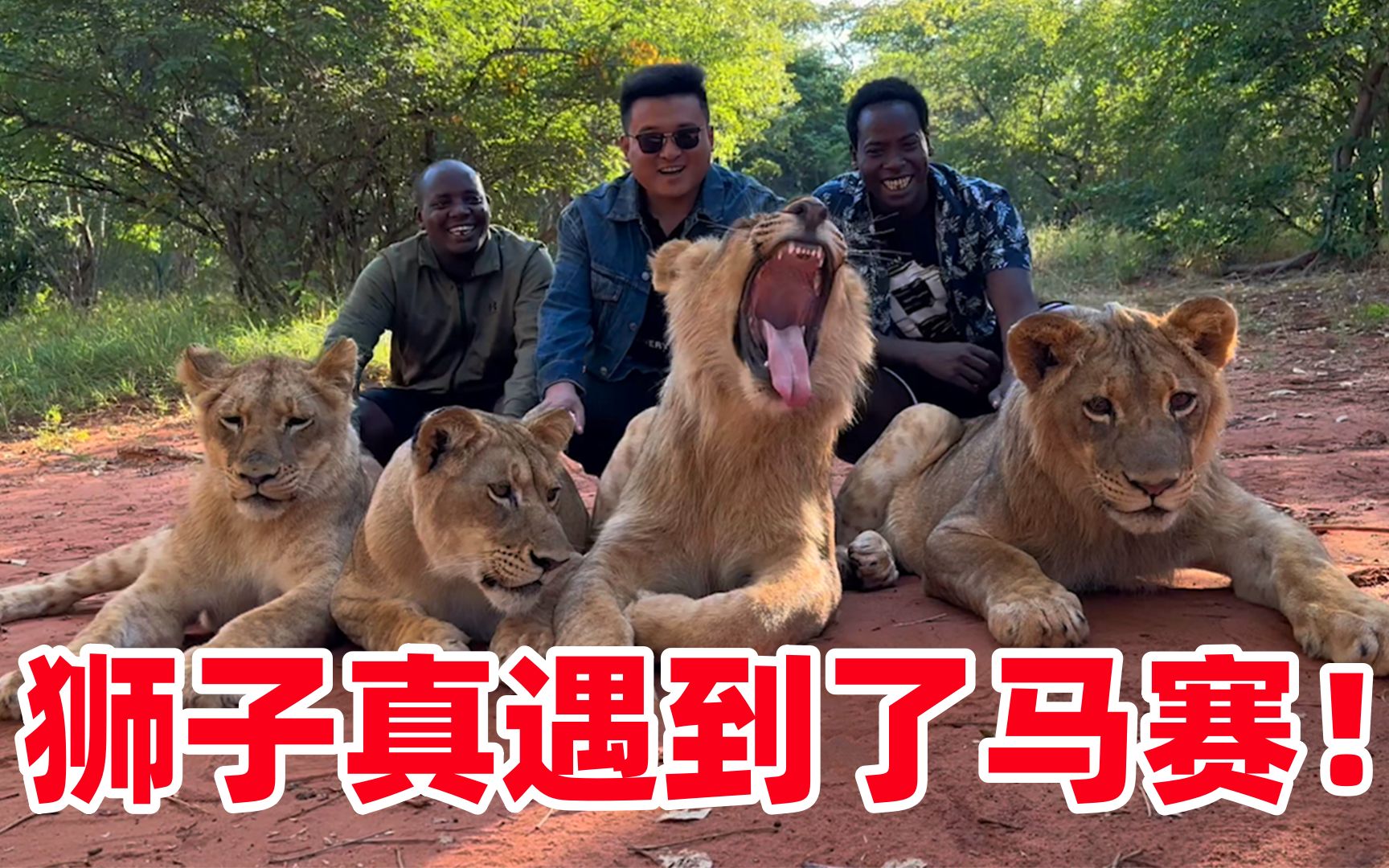 马赛人vs狮子!这一幕终于来了,保镖手牵狮子,直接展现血脉压制