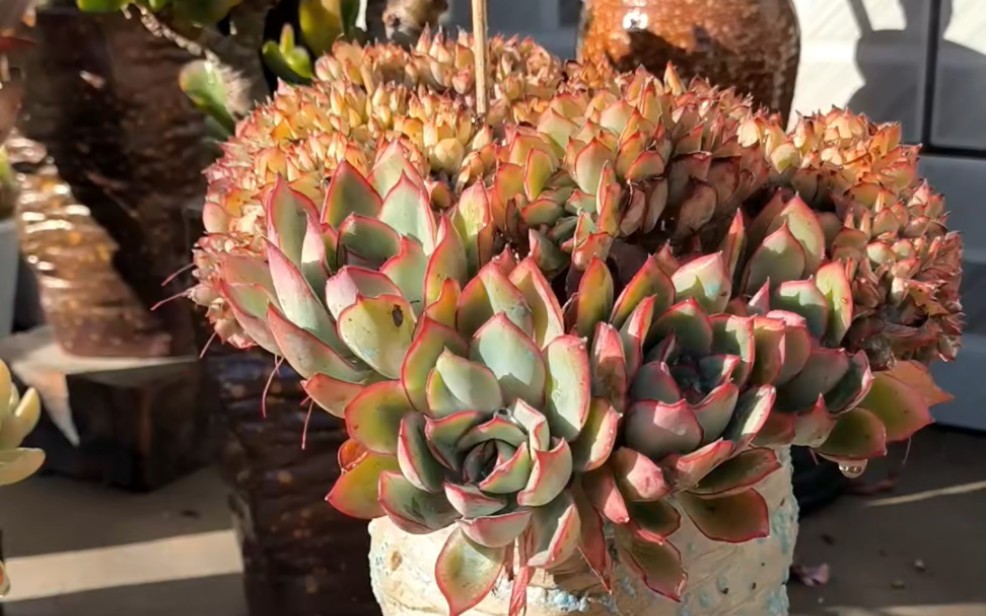 月光女神多肉,卢浮宫包菜