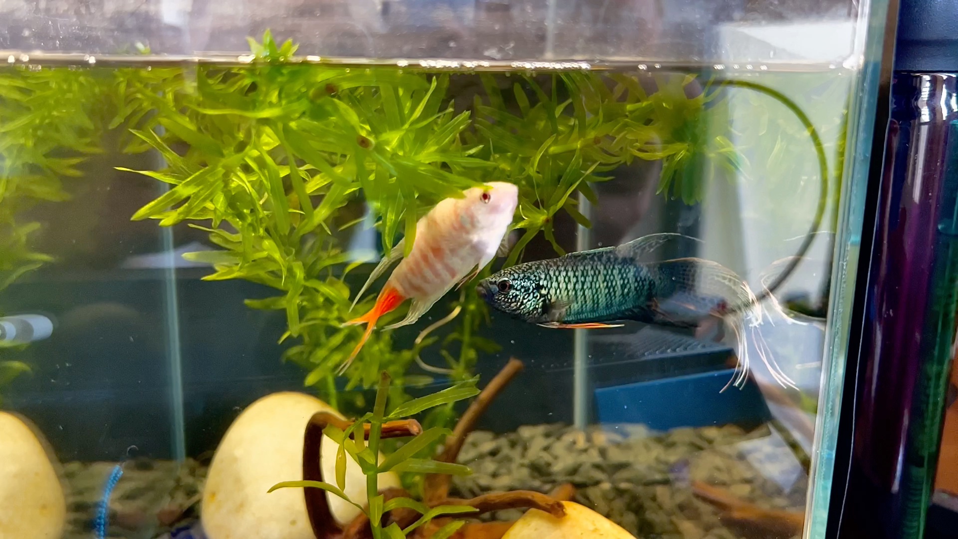 斗鱼打架,这条蓝蛇一直不展尾是为啥呐