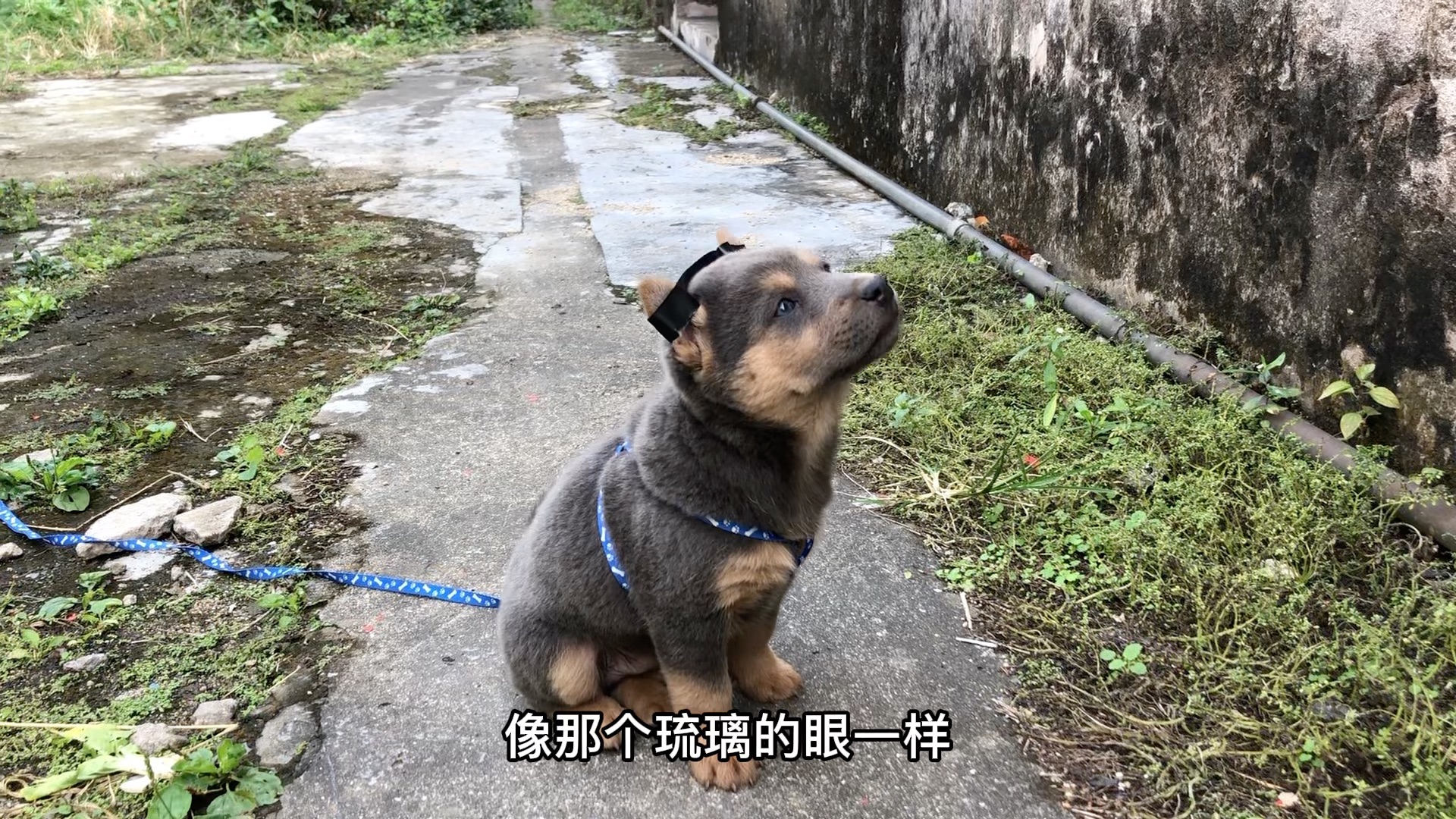 阿科找到一只稀有蓝灰色的犬,还是铁包金,性格稳如泰山哔哩哔哩bilibili