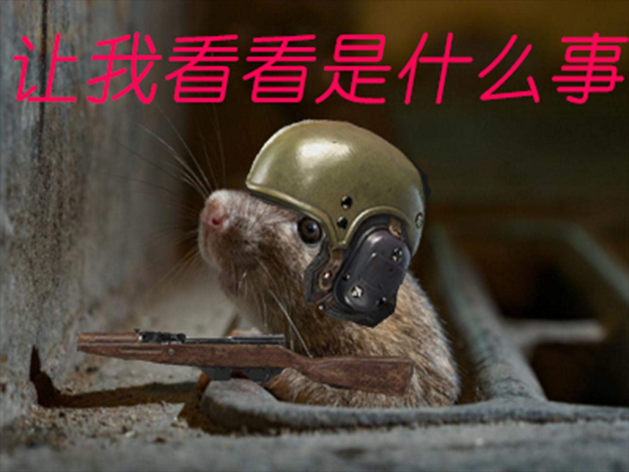 军港下水道,老鼠也得熬