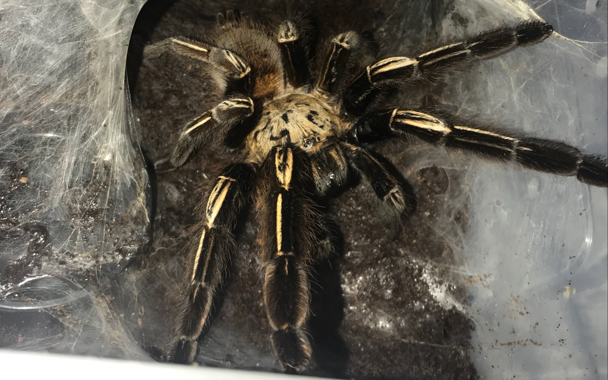 火焰黄膝头捕鸟蛛大母开箱视频_哔哩哔哩 (゜-゜)つロ 干杯~-bilibili