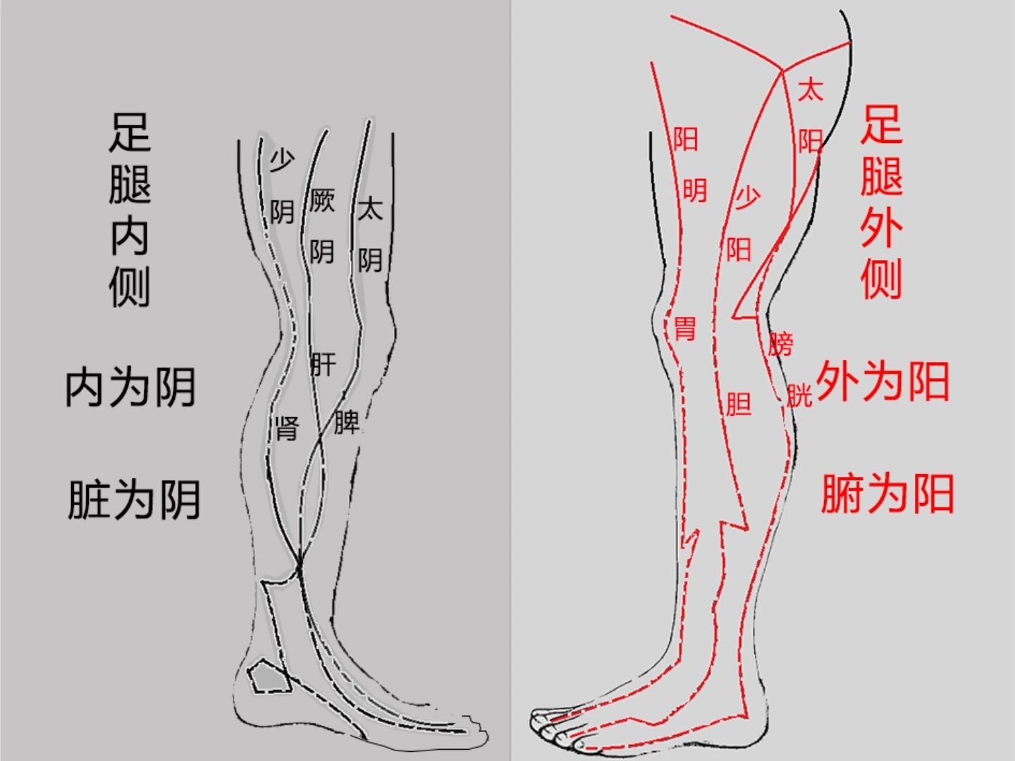 三分钟笔记推演足部六条经脉上阴阳与脏腑的关系哔哩哔哩bilibili