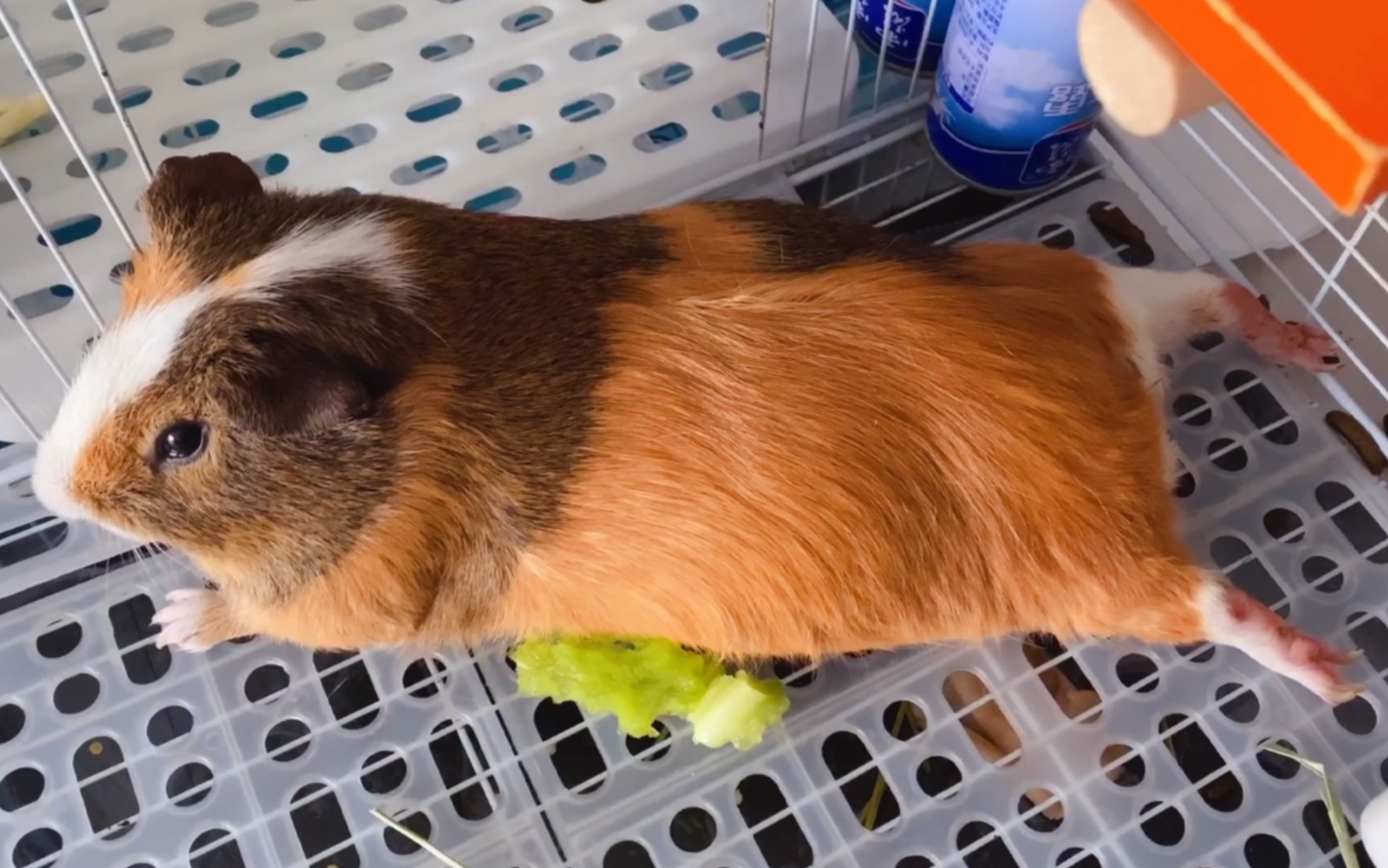 板鸭趴之大胖特辑|荷兰猪|豚鼠