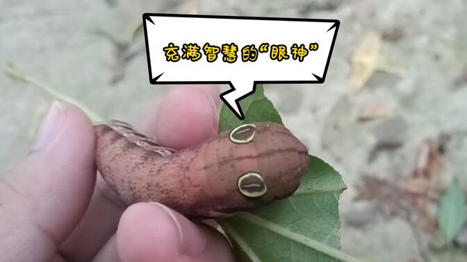 西藏斜纹天蛾幼虫
