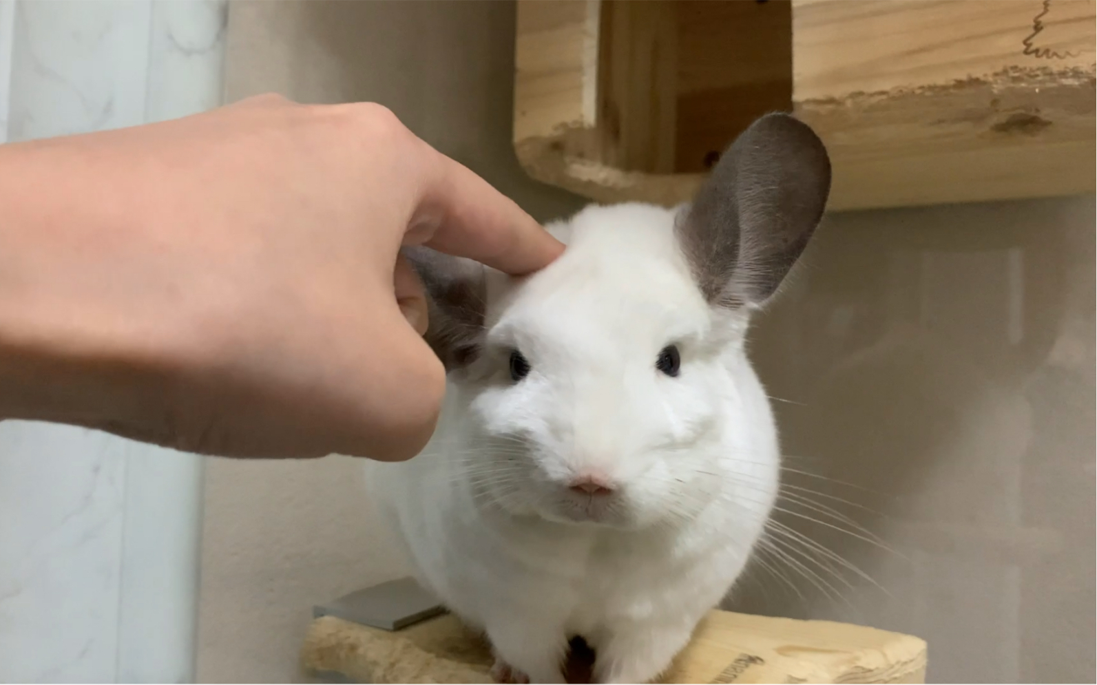 给发呆的龙猫调整耳朵