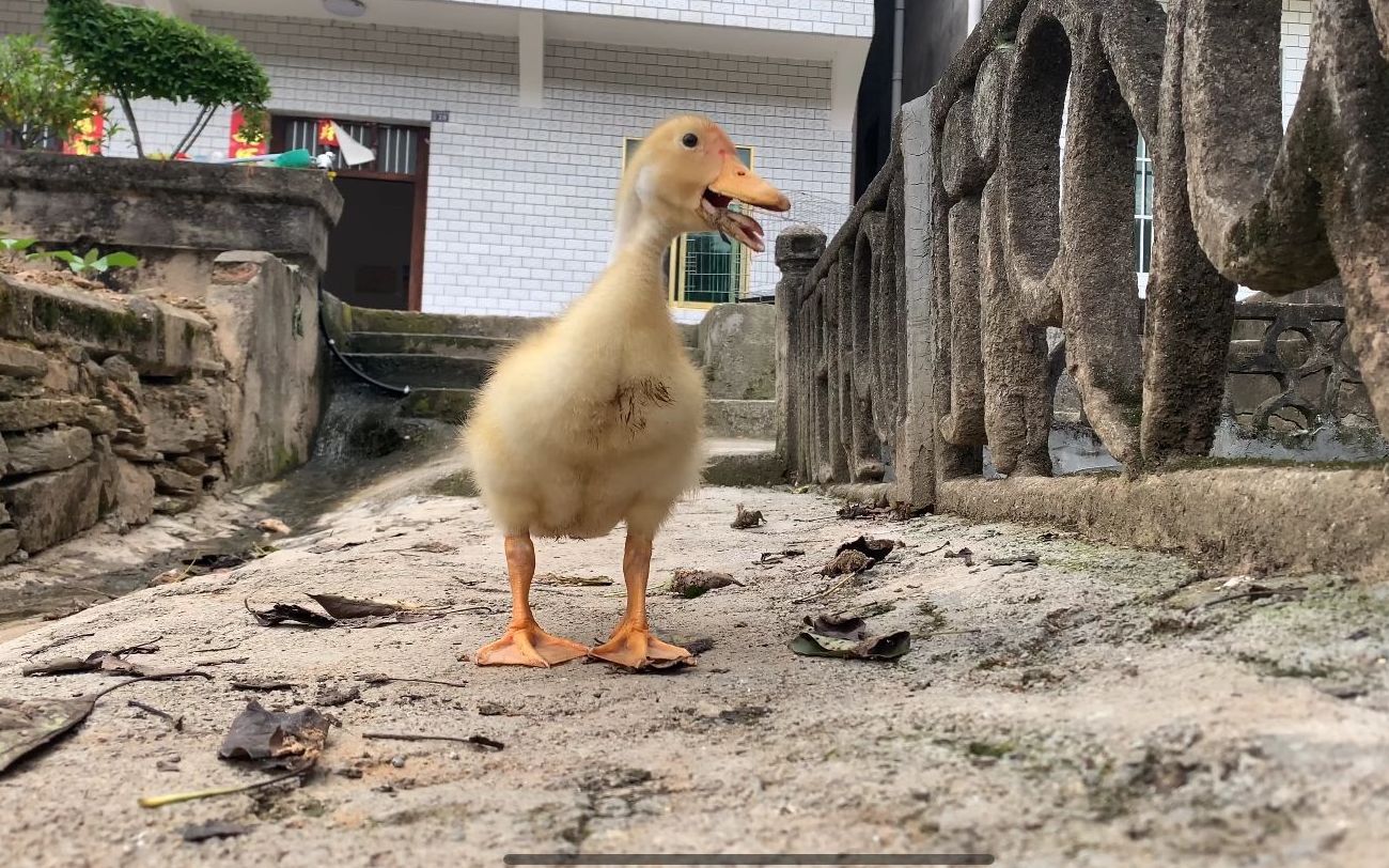 我覺得養鴨子真的很划算,開心了可以當寵物玩,不開心了可以放鍋裡煮