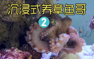 Tải video: 沉浸式养章鱼2，给它各种食物考验它的战斗力，结果让人意想不到