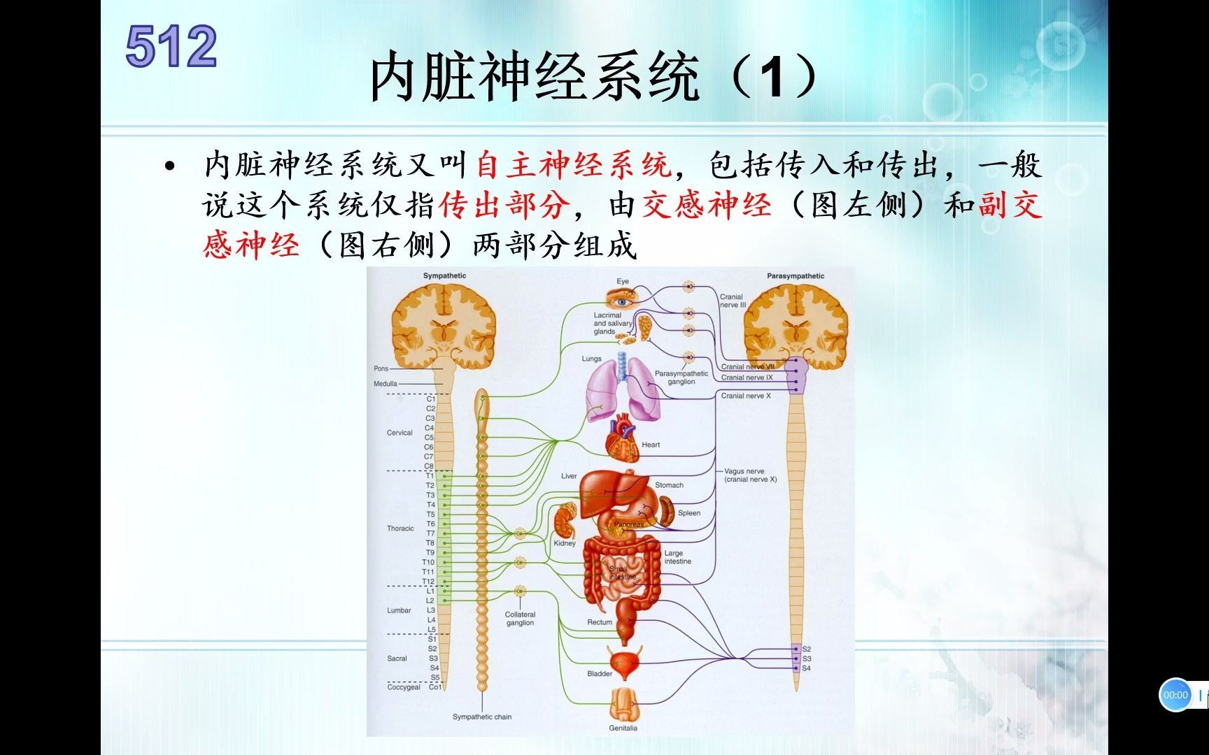 [图]生物竞赛难点67-动物生理学-内脏神经系统（自主神经系统）