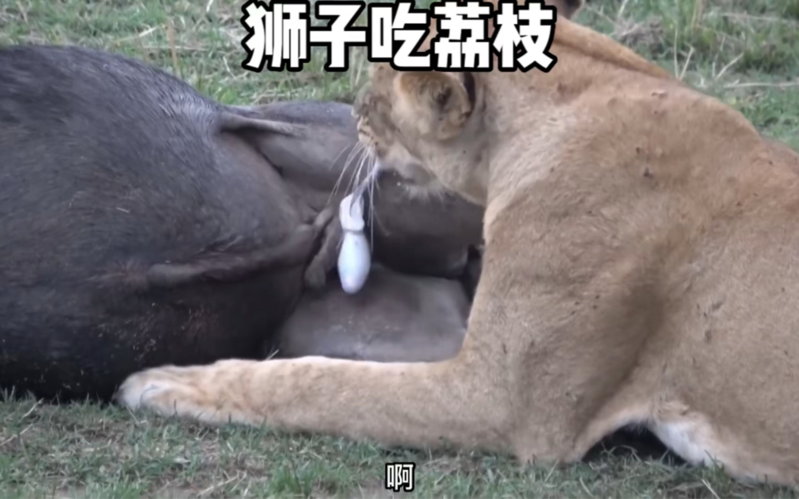 狮子吃到了荔枝