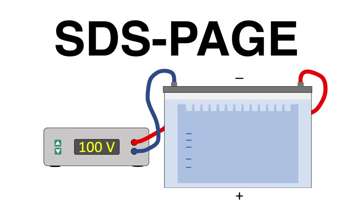 【分子生物学】sds-page (聚丙烯酰胺)电泳分离蛋白