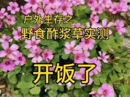 Download Video: 户外生存之野食酢浆草实测