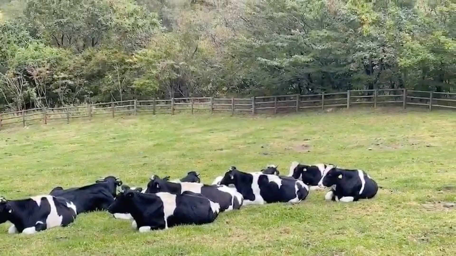 在韩国江陵天空牧场喂小牛小羊