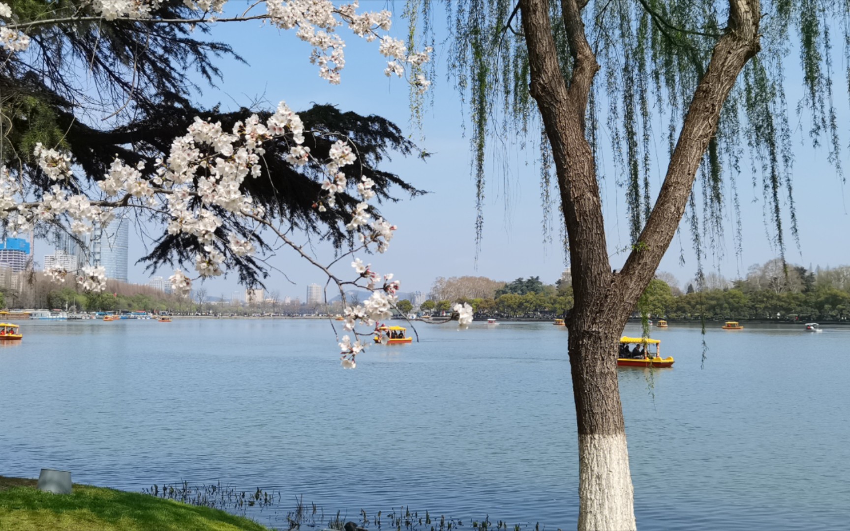 这个春天,要不要和喜欢的人在南京玄武湖见一面?