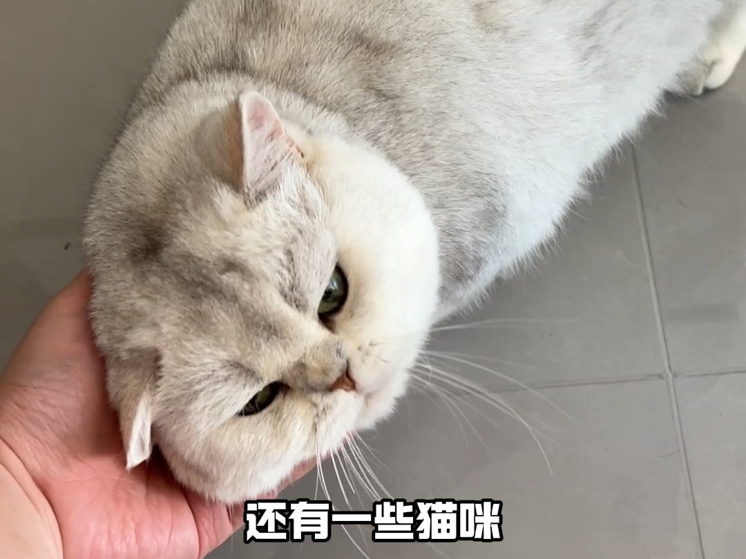 猫咪不能喝的3种水哔哩哔哩bilibili