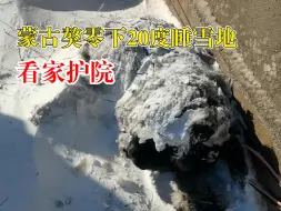 Download Video: 蒙古獒零下20度睡雪地看家护院，主人：很忠诚，只认一个主人