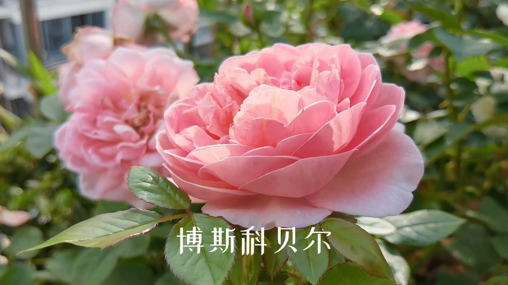 美丽的奥斯汀月季:博斯科贝尔,奥利维亚,福爱