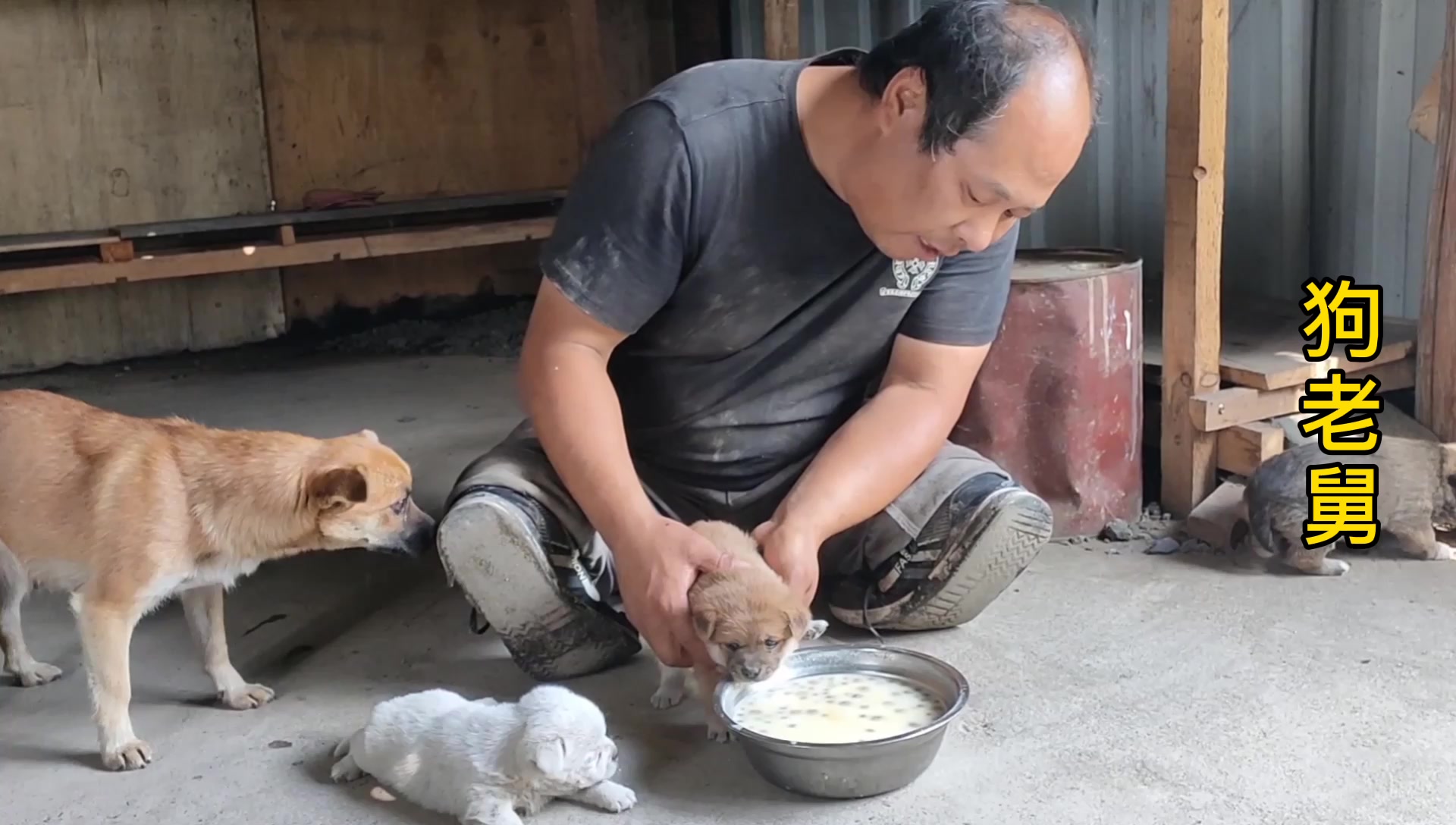 救助的流浪狗一家,在老舅的精心照顾下快乐的成长,画面温馨感人