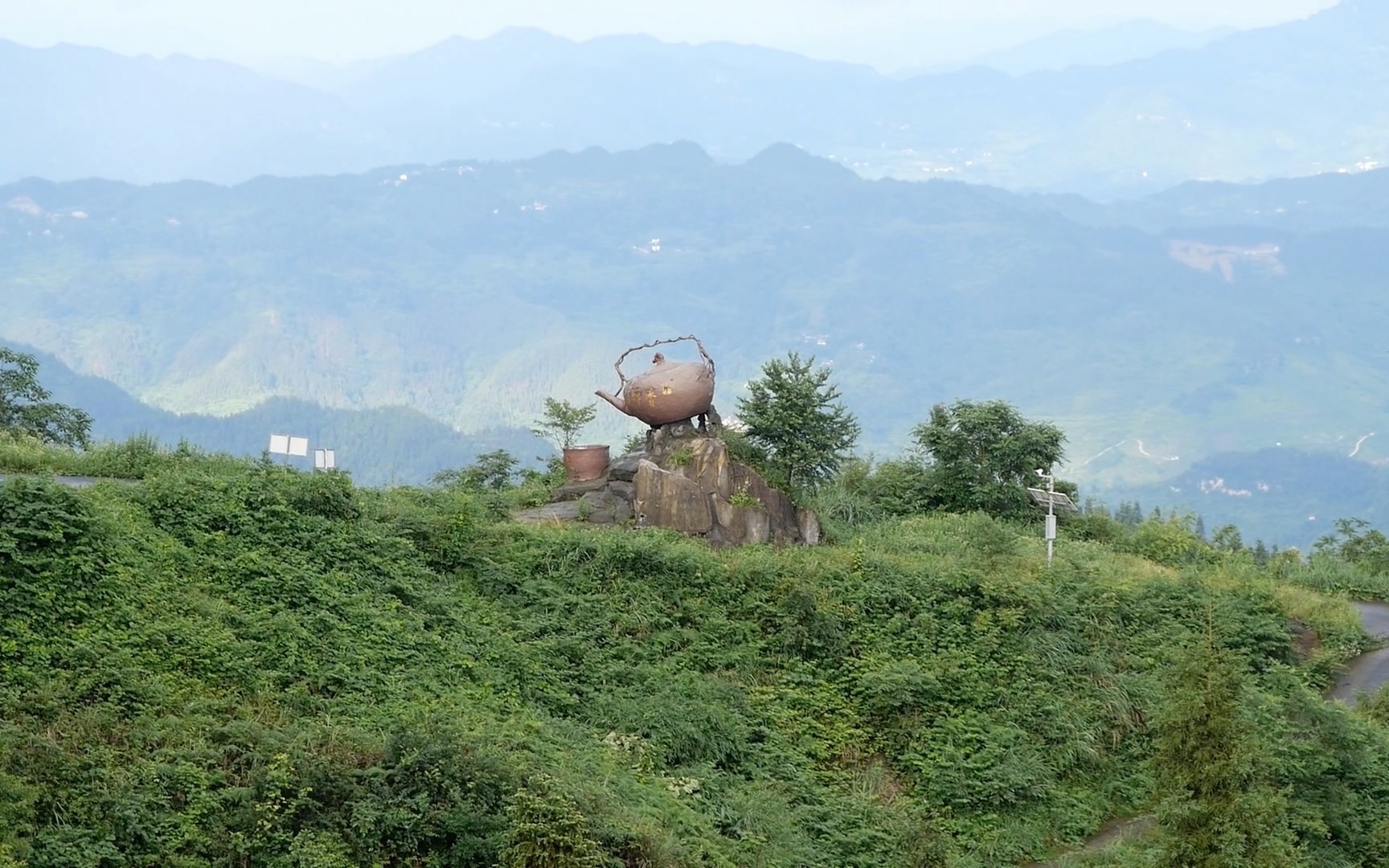 茶树鼻祖,重庆金佛山茶树村3000年古茶树,南川大树茶之旅