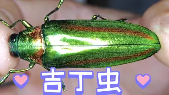 森林中的绿宝石（吉丁虫）