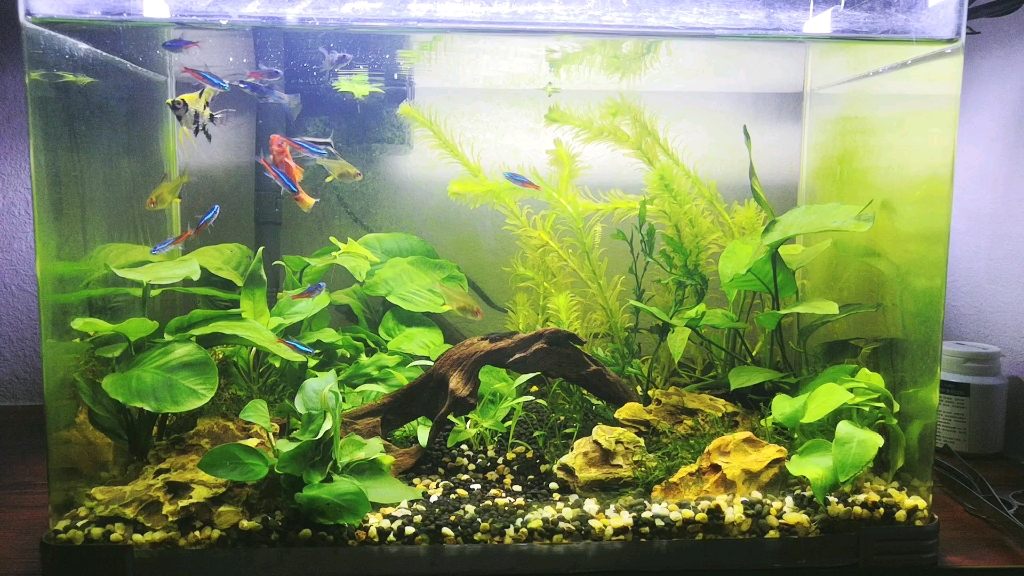 草缸,金鱼缸,4个月的样子～以后托付给爸妈照顾啦～_哔哩哔哩_bili