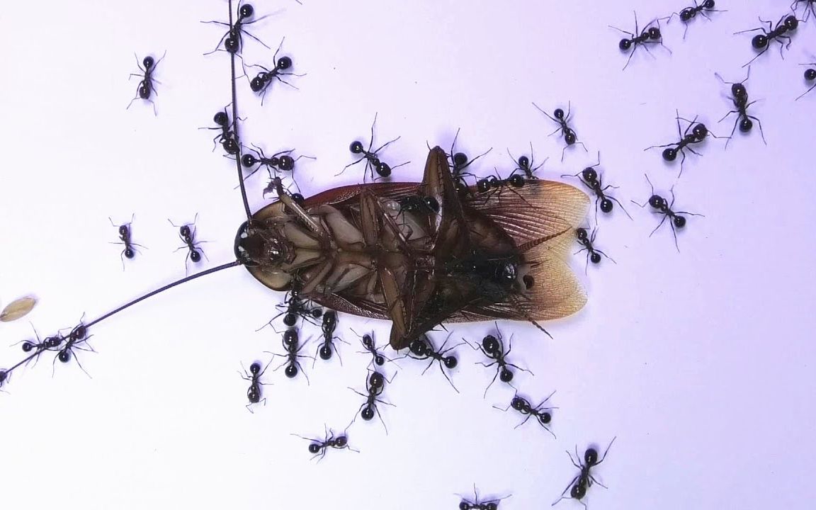 慎入加快1000倍看蚂蚁群把蟑螂吞噬的全过程