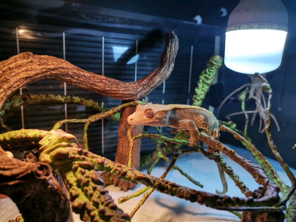 睫角守宫造景观赏_哔哩哔哩_bilibili