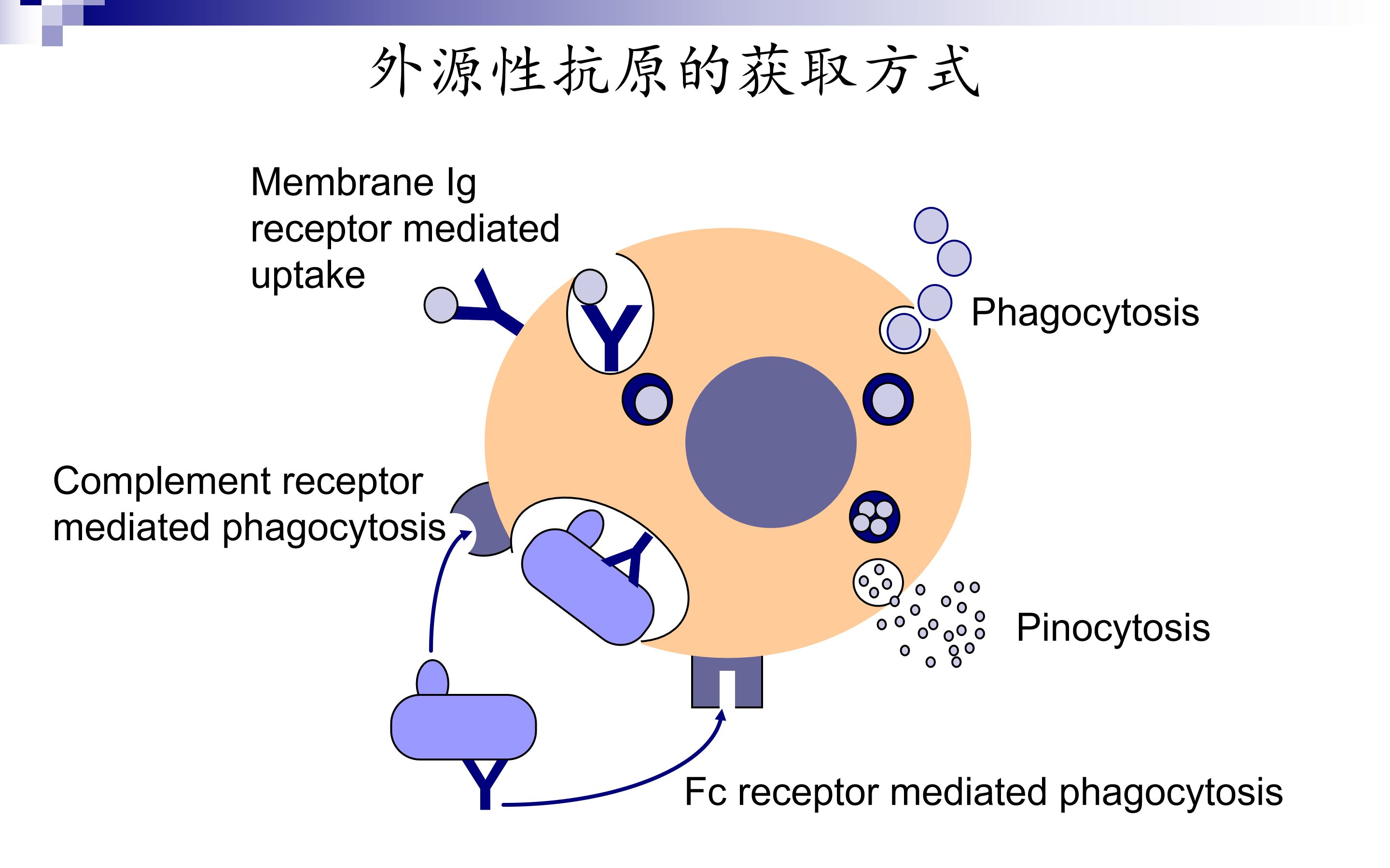 动物免疫学:08 免疫应答之抗原递呈哔哩哔哩bilibili