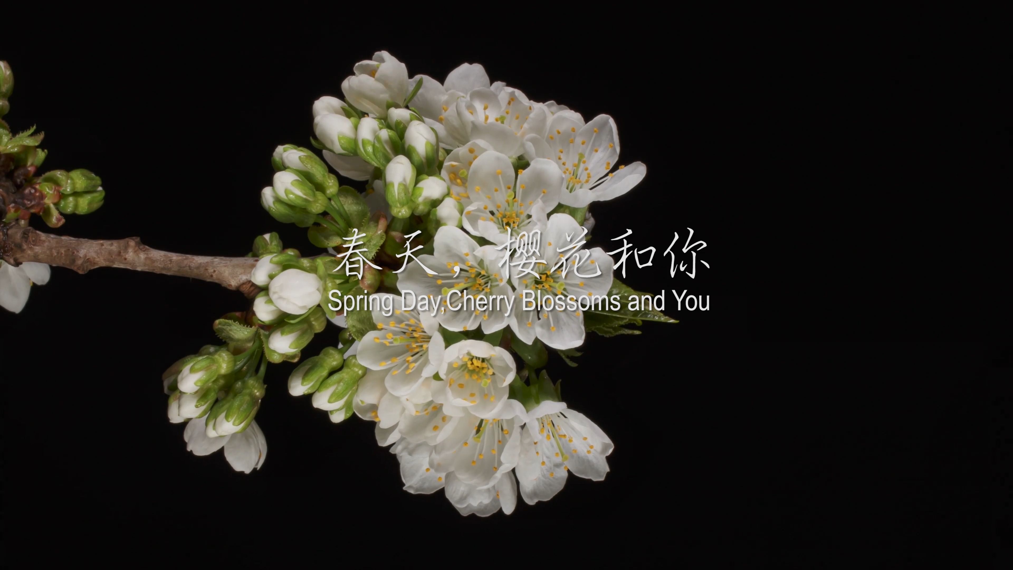 [图]（4k画质）钢琴曲｜春天，樱花和你 Spring Day, Cherry Blossoms and You