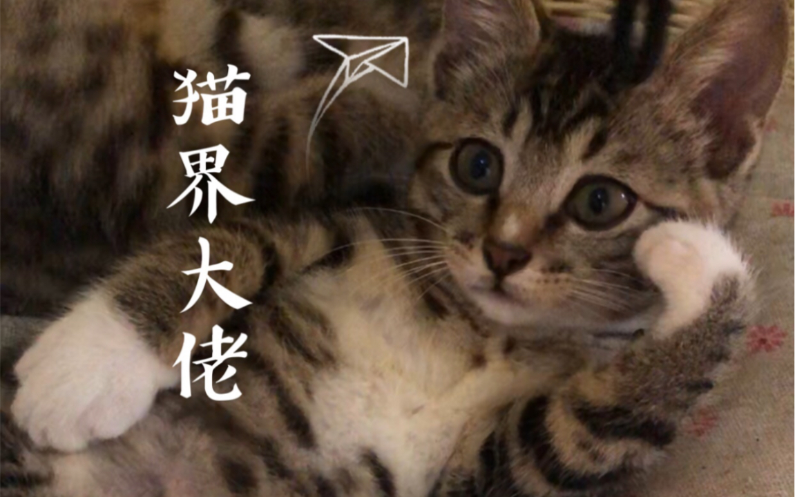 一只会托腮的狸花猫我猫小红就是猫界大佬猫届大佬就是我猫小红