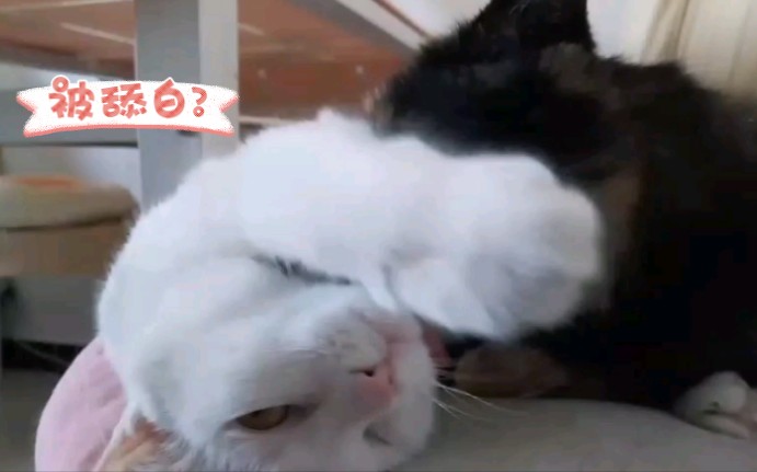 被舔白的小花猫?哔哩哔哩bilibili