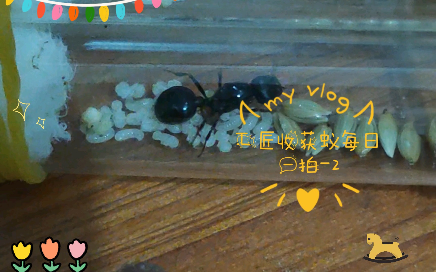 工匠收获蚁每日一拍-2