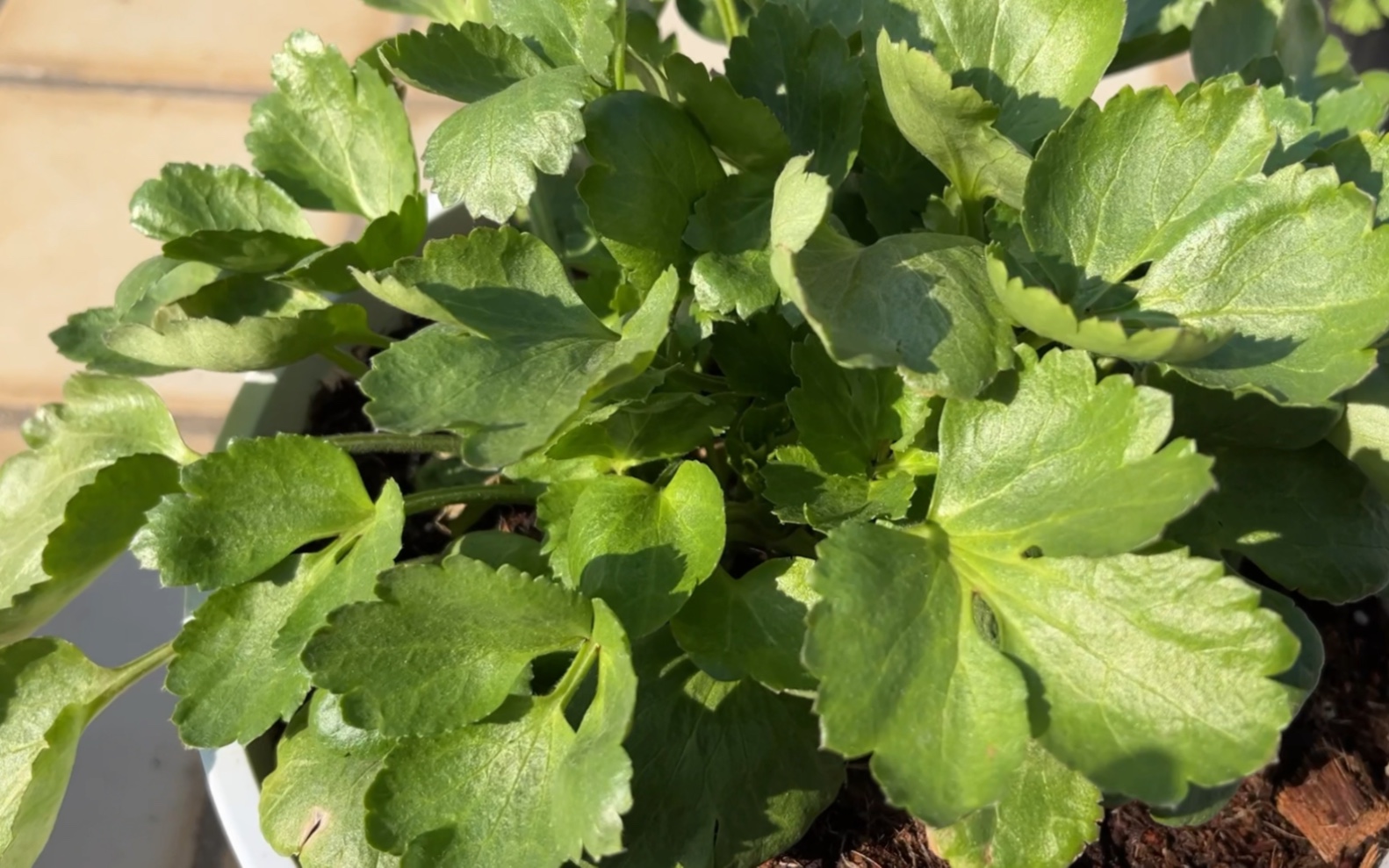 绿意盎然的花毛茛