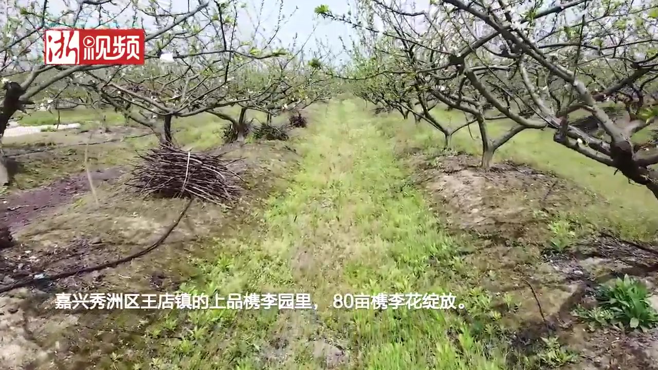 [图]檇李花开淡淡妆 在“檇李城”嘉兴看花满枝头