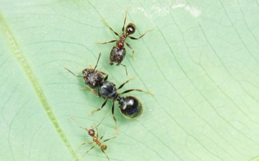 史氏大头蚁(完结)