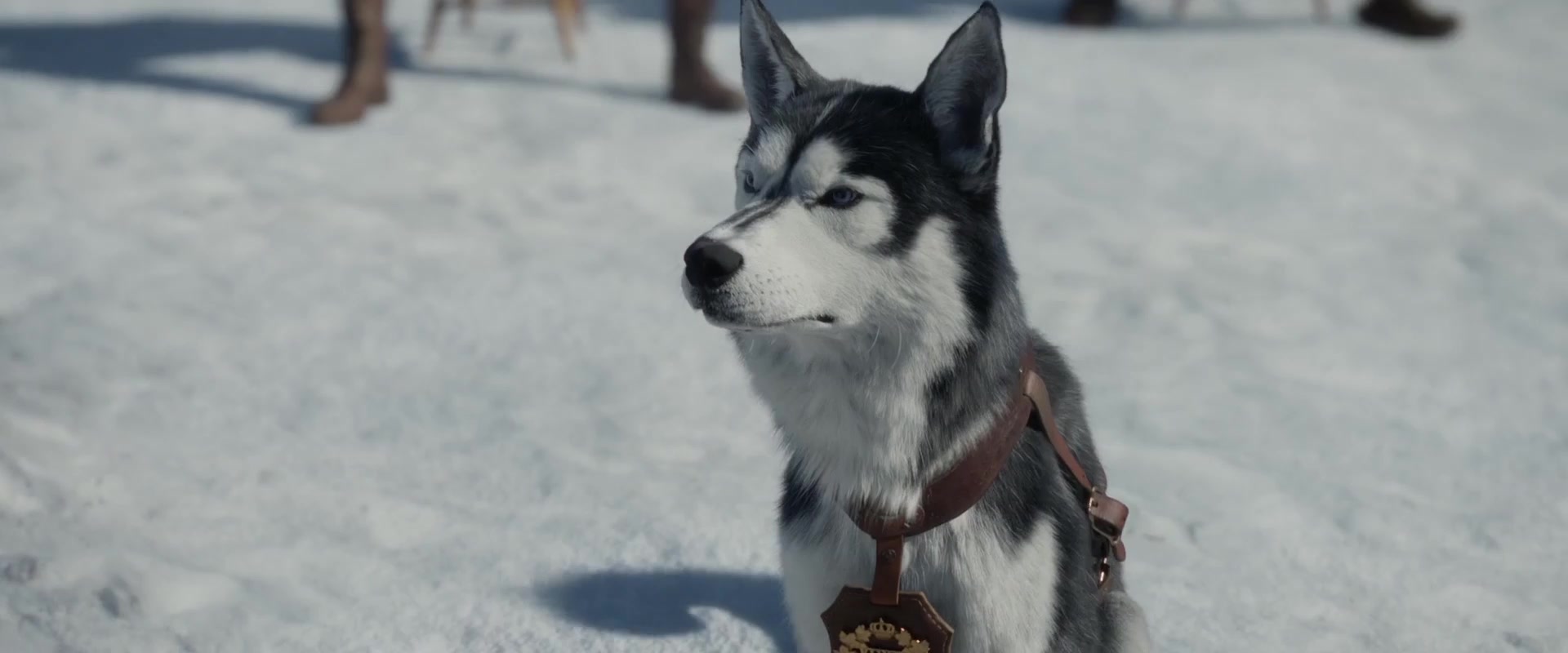 野性的呼唤巴克才是天生的领导者那一晚彻底征服其他狗伴