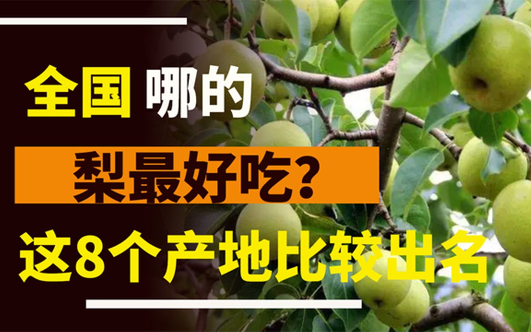 国内最好吃的梨有哪些?经过筛选,这8个产地比较有名.哔哩哔哩bilibili