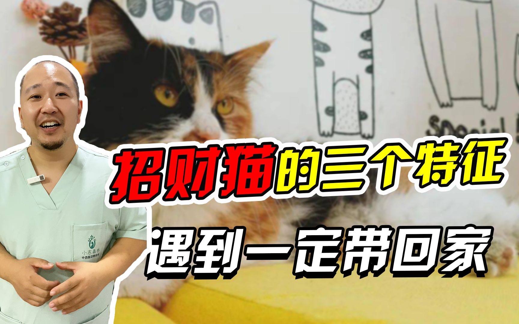 招财猫的三大特征!看看你家猫猫中了几个?哔哩哔哩bilibili